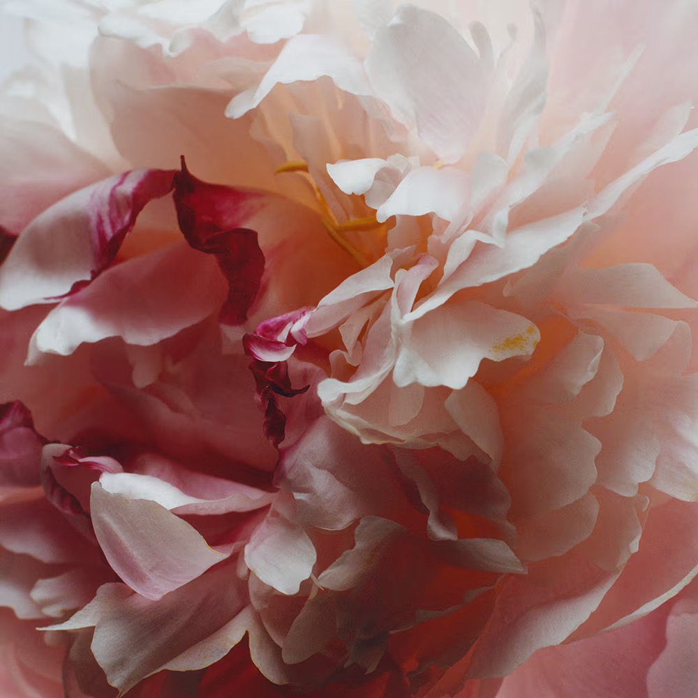 Jo Malone Peony & Blush Suede одеколон 100 ml